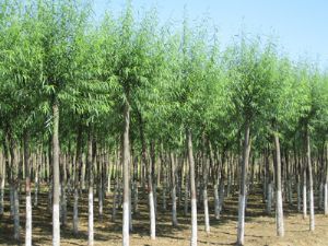 高接金葉槐價格_河北省保定綠源苗圃場出售各種物美價廉實惠的苗木產品_河北保定市.