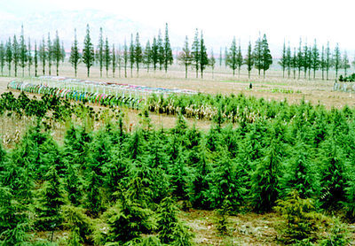 即墨鰲山衛鎮秋冬時節大面積種植雪松、蜀檜等苗木,加速了公路沿線綠化進程。本報記者攝影報道(圖)