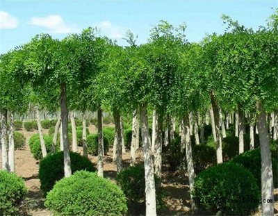 龍爪槐圖片|苗木|苗木圖庫|597苗木網