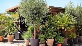 苗木投資必將遇到的五大風險,你有信心抵擋嗎