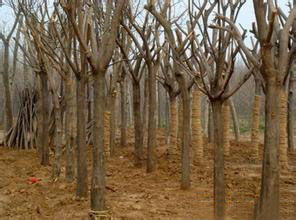 魯潤苗木大骨架 價格 1111.00元