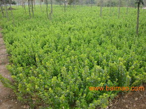 沭陽縣華泰苗木場批發供應苗木,花卉,種苗,銷售