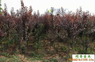 供應紫葉李小苗 紅葉李工程苗 當年生紫葉李價格_農副產品_世界工廠網中國產品信息庫