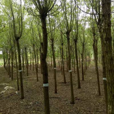 垂柳苗木_垂柳小苗價(jià)格
