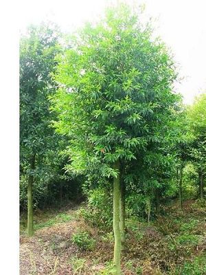 【供應(yīng)杜英 大杜英 杜英樹 杜英價(jià)格 湖南杜英圖片】供應(yīng)杜英 大杜英 杜英樹 杜英價(jià)格 湖南杜英 - 長(zhǎng)沙市雨花區(qū)湖湘苗圃