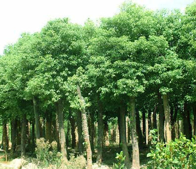 湖南寧鄉張氏苗木場供應:大葉女貞,杜英,杜仲,楓香,枸骨,廣玉蘭,桂花,合歡,紅果冬青,欒樹 - 中國花木資訊網