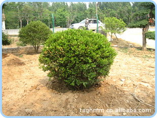 泰安市岱岳區光華苗木專業合作社