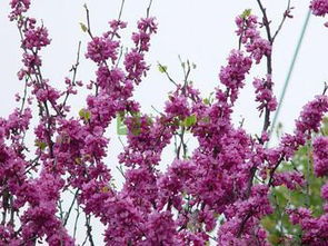速生櫻花價格范圍 朝陽苗木基地供應商 臨沂朝陽苗木基地