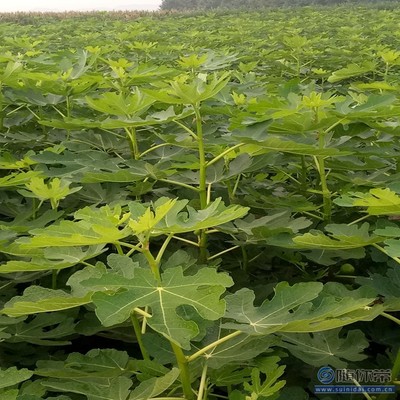 【無花果廠家耐濕耐寒耐瘠薄中農矮生無花果苗】泰安高新區旺運苗木中心 - 產品庫