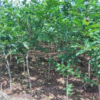 【高桿山楂苗畝產(chǎn)品種全的 山楂苗基地廠家供貨】泰安高新區(qū)旺運(yùn)苗木中心 - 產(chǎn)品庫