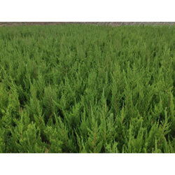 工程用綠化苗木 小區(qū)用綠化苗木培育基地價格