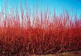 供應(yīng) 紅瑞木,金山繡線菊,白臘等綠化苗木