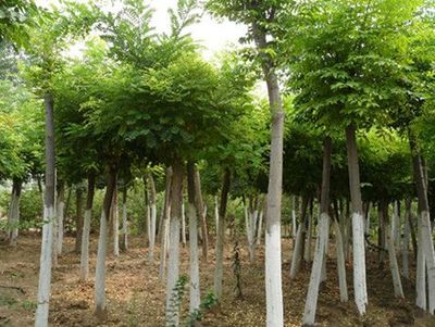 山東優(yōu)質(zhì)速生國槐供應(yīng)商:速生國槐苗價格-山東省萊蕪市田生苗木專業(yè)合作社提供山東優(yōu)質(zhì)速生國槐供應(yīng)商:速生國槐苗價格的相關(guān)介紹、產(chǎn)品、服務(wù)、圖片、價格12公分速生法桐樹、泰安櫻花樹小苗、速生法桐樹基地、雪松小苗價格、龍柱碧桃苗批發(fā)、山東造型國槐樹、