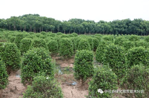中花協(xié)綠化觀賞苗木分會赴嵊州進行苗木產(chǎn)業(yè)調(diào)研