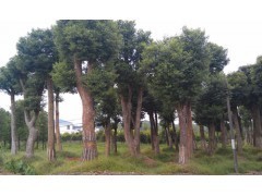 2013年湖南香樟樹最新報價/湖南工程綠化苗木價格查詢|喬灌木|綠化苗木|供應(yīng)信息|597苗木網(wǎng)