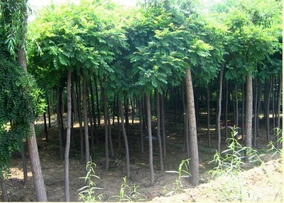 河北大喬木-江南毛槐 -河北鑫匯園林苗木基地 產(chǎn)品展示(河北大喬木、河北速生柳 、河北火炬樹 )-金泉網(wǎng)