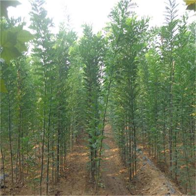優(yōu)質(zhì)國槐 國槐小苗 國槐價(jià)格 綠化苗木國槐 國槐樹苗 綠化國槐圖片_高清圖_細(xì)節(jié)圖-博野縣盛祎苗圃場