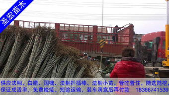 2米高 3米高法桐苗價(jià)格價(jià)格 廠家 圖片
