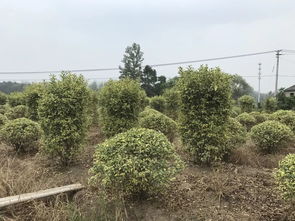 真實(shí)苗木數(shù)據(jù),有需求歡迎選購