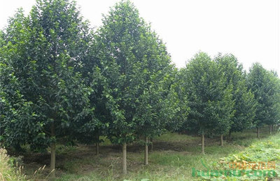 20171024_秋季種苗,苗木人你準(zhǔn)備種什么?_