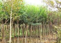 出售四季常綠3公分大葉女貞4-6萬棵【移栽苗】[供應(yīng)]_綠化苗木_世界工廠網(wǎng)中國產(chǎn)品信息庫