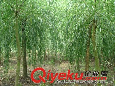大量黃垂 黃皮垂柳供應 10萬棵垂柳小苗-濟寧御森綠化苗木提供大量黃垂 黃皮垂柳供應 10萬棵垂柳小苗的相關介紹、產(chǎn)品、服務、圖片、價格濟寧御森綠化苗木、國槐;北欒;白蠟;法桐;大葉女貞;皂角;西府海棠;紫葉李;合歡;垂柳