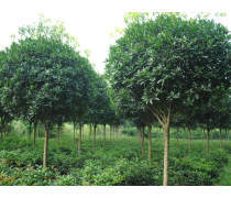 【苗圃直銷彩葉草彩葉草種子供應各種多年生草本植物量大從優(yōu)】沭陽縣妙弋園林綠化苗木場 - 產(chǎn)品庫