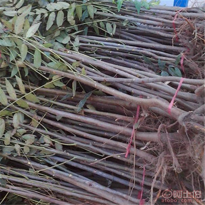 【山東香椿樹優(yōu)質(zhì)香椿樹批發(fā)山東紅油香椿樹基地批發(fā)果樹木】泰安開發(fā)區(qū)千睿苗木中心 - 產(chǎn)品庫(kù)