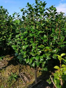 恭喜寧波陽(yáng)光苗木園入駐苗木通平臺(tái) 致力于精品苗木種植