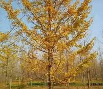 【徐州邳州苗木銷售(園林花卉)產(chǎn)品庫(kù)】_價(jià)格/圖片/廠家 - 江蘇園林花卉產(chǎn)品庫(kù) - 阿土伯網(wǎng)手機(jī)版