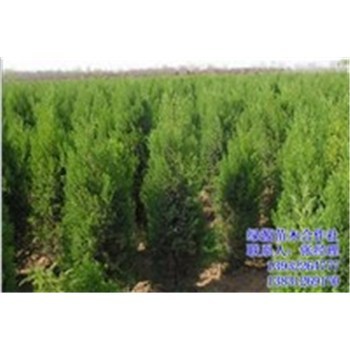 80公分側(cè)柏價(jià)格|綠源苗木|山西側(cè)柏-企匯網(wǎng)