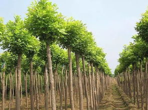 如何提升競爭力,打開苗木市場