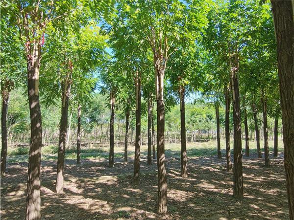 河北紅花刺槐保定紅花刺槐價(jià)格_苗木產(chǎn)品圖片_天天苗木網(wǎng)