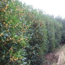 2020綠化苗木價(jià)格 報(bào)價(jià) 綠化苗木批發(fā) 園林網(wǎng)