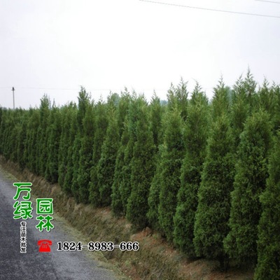 【塔柏供應(yīng)|一家專門做苗木供應(yīng)的公司沭陽(yáng)縣萬(wàn)綠園林綠化苗木場(chǎng)商鋪