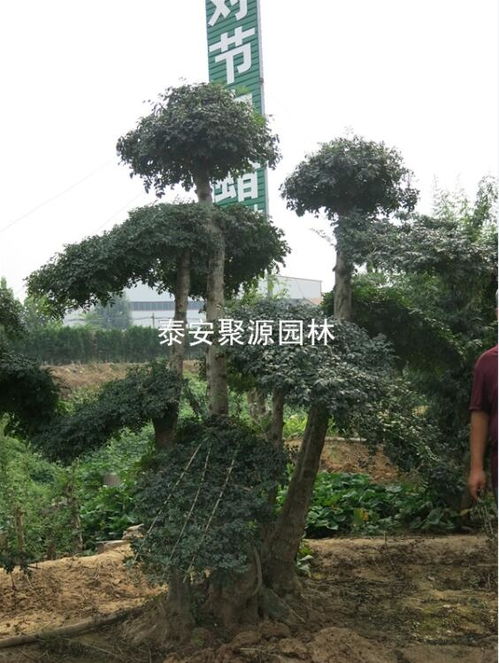 內(nèi)蒙古供應(yīng)精品對(duì)接白蠟 供應(yīng)精品對(duì)接白蠟價(jià)格 泰安市蘇家苗圃高清圖片 高清大圖