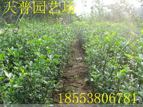 山東枸橘苗1 3年 量大批發(fā)價(jià)格 廠家 圖片