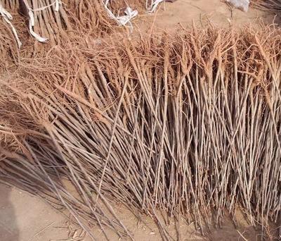 【批發(fā)銀杏苗 綠化苗木 銀杏小苗 白果苗 銀杏樹(shù)苗規(guī)格齊全】?jī)r(jià)格_廠家_圖片