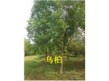 雨陽(yáng)苗木基地 樸樹(shù) 產(chǎn)品展示