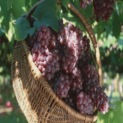 河南周口大棚葡萄苗種苗多少錢(qián)一株 新聞z