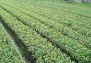 工程綠化苗木&mdash;金邊黃楊_農(nóng)副產(chǎn)品_世界工廠網(wǎng)中國(guó)產(chǎn)品信息庫(kù)