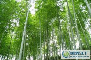 綠化苗木竹子《毛竹》《叢生毛竹》《竹苗》基地_農(nóng)副產(chǎn)品_世界工廠網(wǎng)中國(guó)產(chǎn)品信息庫(kù)