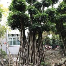 【造型小葉榕供應(yīng)、基地直轄、造型優(yōu)美】綠化苗木,價(jià)格,廠家,供應(yīng)商,花木,龍海市東泗興輝園藝場(chǎng) - 產(chǎn)品庫(kù)