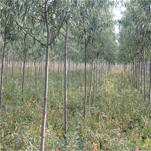 臨沂行道樹(shù) 齊強(qiáng)苗木 在線咨詢 大型造樹(shù)林苗