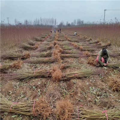 中華壽桃樹(shù)苗報(bào)價(jià) 浙江引進(jìn)中華壽桃樹(shù)苗