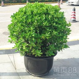 【武漢綠化公司苗木批發綠化施工,武漢園林公司苗木養護】-