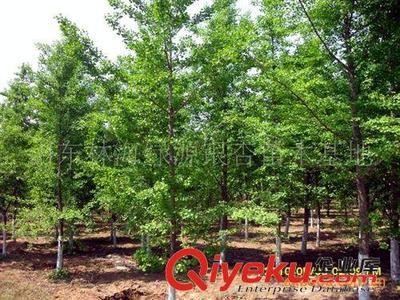 山東郯城縣銀杏苗木協會供應:銀杏、石榴、法桐等綠化工程苗木圖片|山東郯城縣銀杏苗木協會供應:銀杏、石榴、法桐等綠化工程苗木產品圖片由郯城縣林海銀杏苗木培育場公司生產提供-