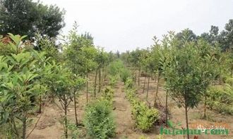 苗木行業大勢已定,經營看這里