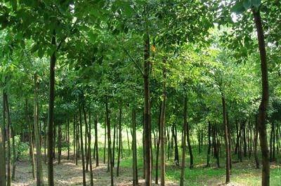 野生香樟|移栽骨架香樟-供應香樟 -寧鄉縣光輝苗木場 產品展示(野生香樟、移栽骨架香樟、湖南綠化苗)-金泉網