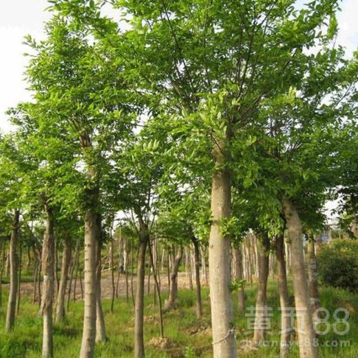【鎮江樸樹苗木】- 